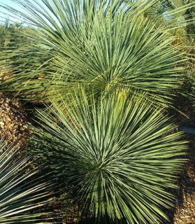 Yucca linearifolia GreenFin 